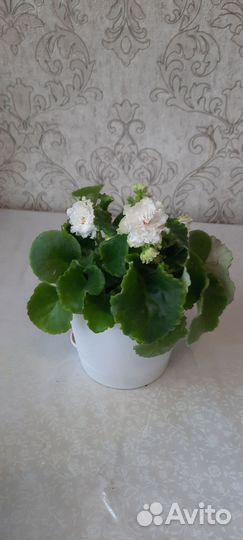 Фиалки. Бальзамин