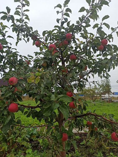 Участок 15,2 сот. (СНТ, ДНП)