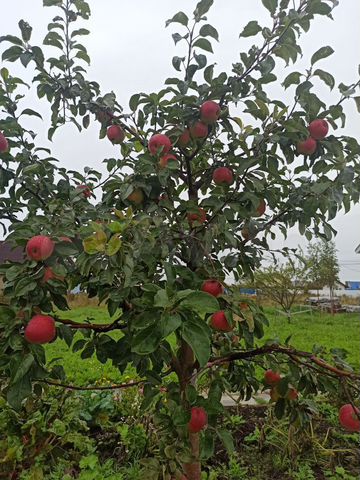 Участок 15,2 сот. (СНТ, ДНП)