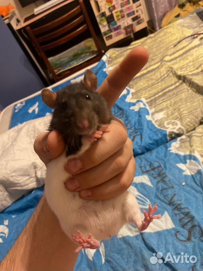 Декоративная крыса с клеткой