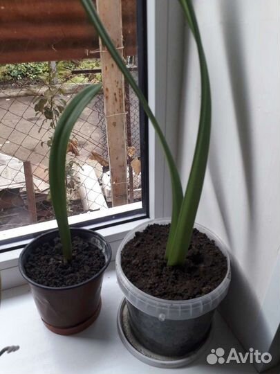 Гиппиаструм