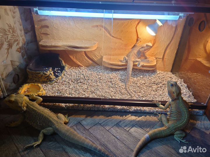 Передержка хамелеонов и других рептилий