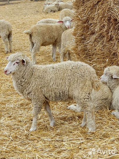 Овцы бараны ягнята