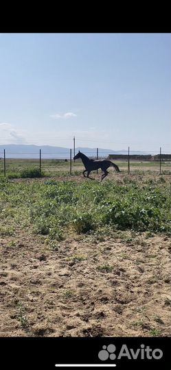 Ахалтекинец