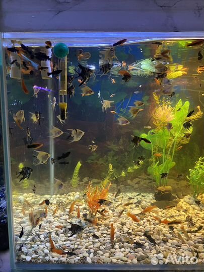 Рыбы аквариумные