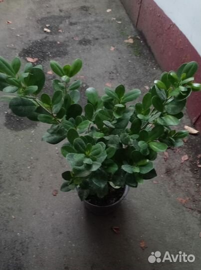 Фикус груглолистный