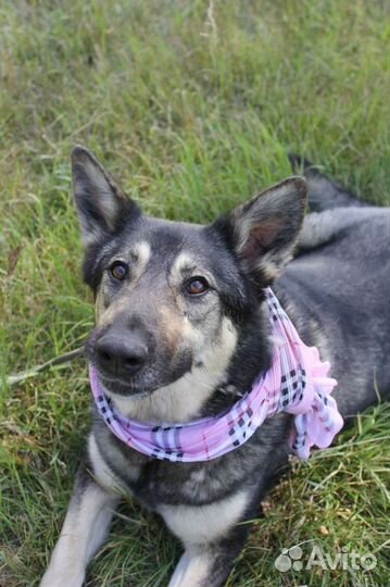 Собаки бесплатно в добрые руки