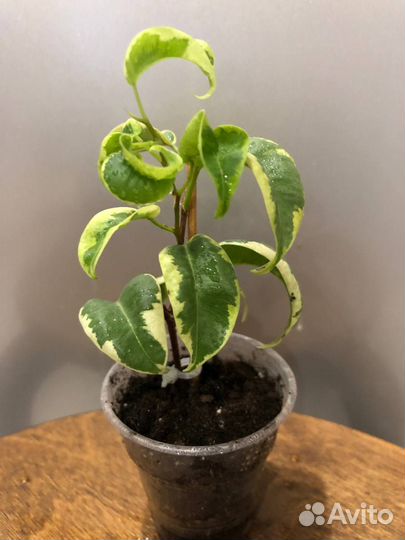 Фикус бенджамина Borteks