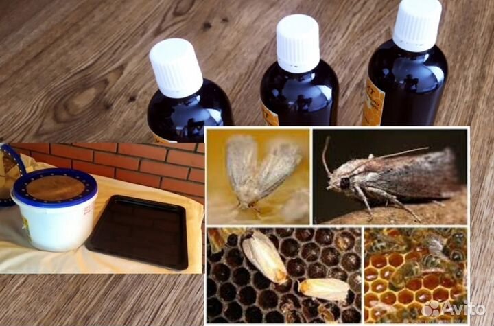 Пчелиная огневка пжвм