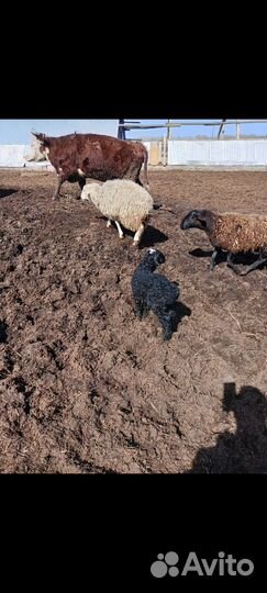 Овцы бараны ягнята