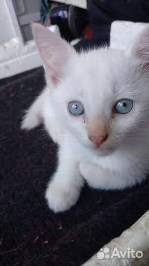 Котятак от сиамской-тайской кошки