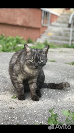 Кот в добрые руки