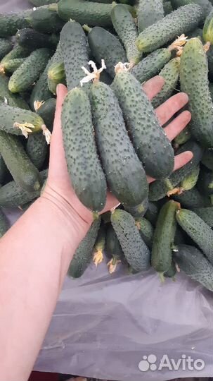 Огурцы свежие