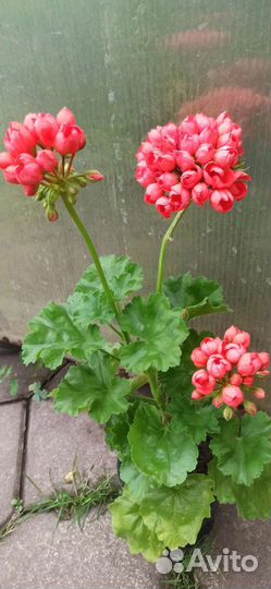 Пеларгония тюльпановидная