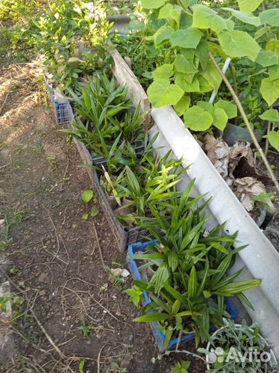 Пальма веерная