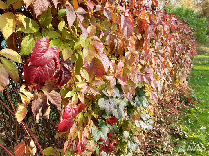 Дикий виноград