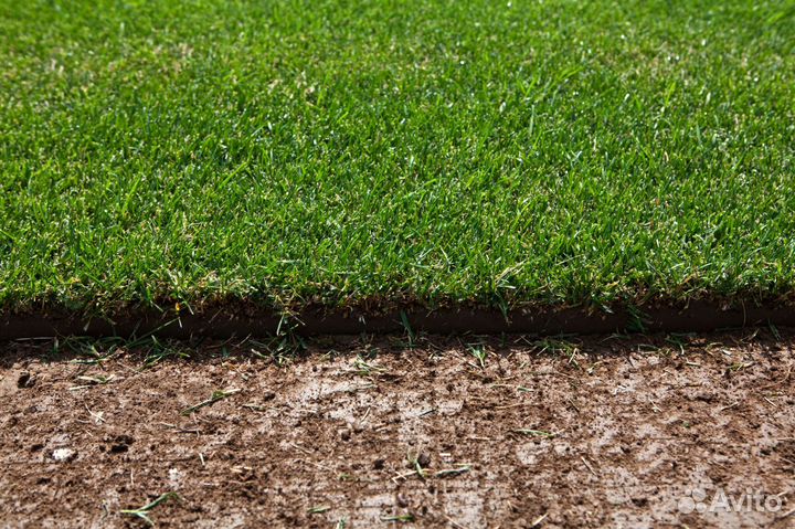 Газон под ключ. Озеленение участка