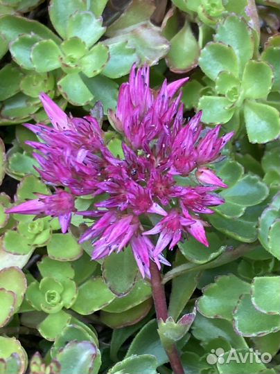 Почвопокровники цветут