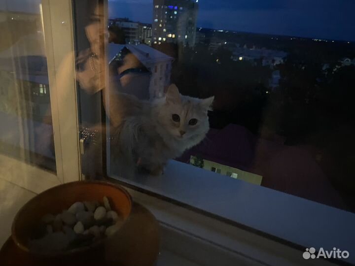 Котята кот и кошка
