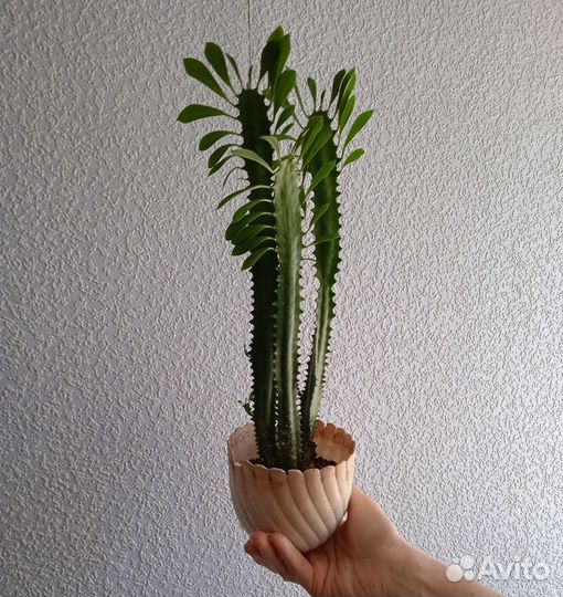 Молочай трехгранный