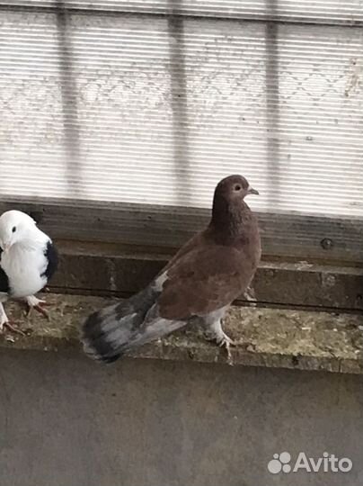 Бакинские бойные голуби