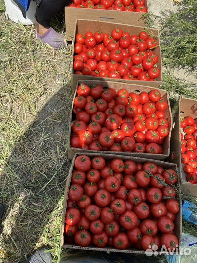 Помидоры оптом