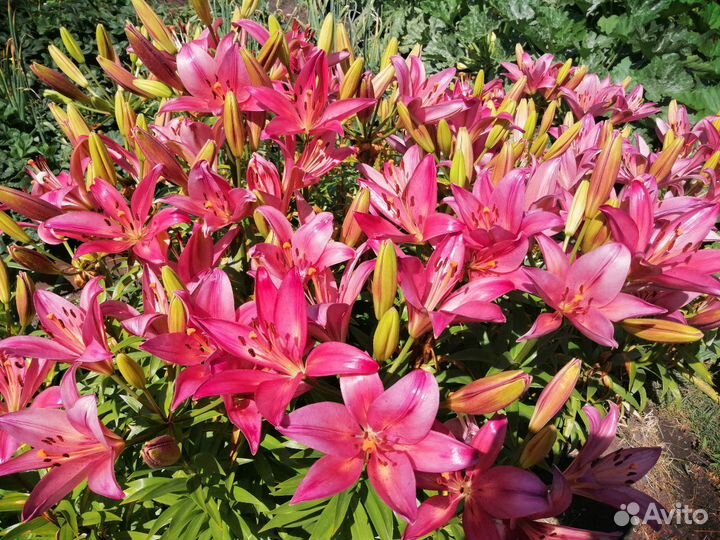 Луковица лилии розовой