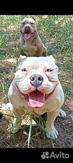 Американский булли покет щенки