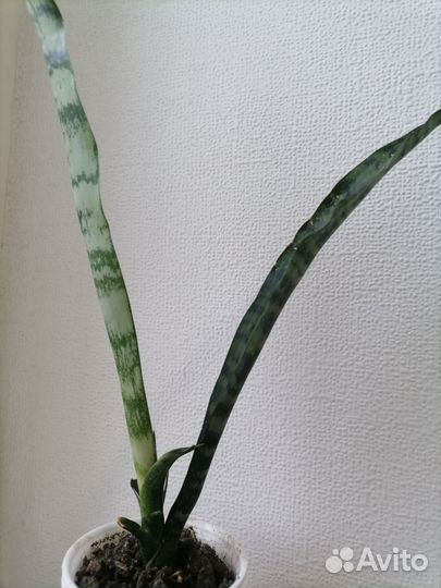 Сансиеверия