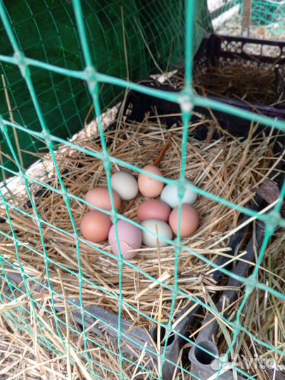 Яйцо домашнее