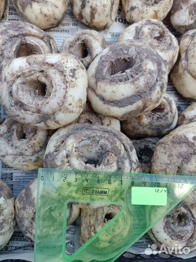 Рябчик императорский