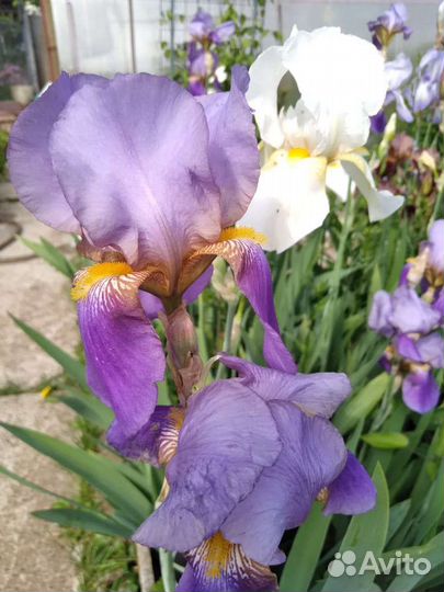 Рассада цветов