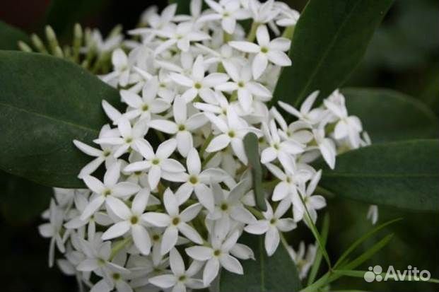 Акокантера - комнатная сирень