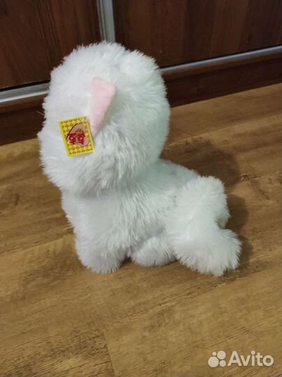 Большой кот