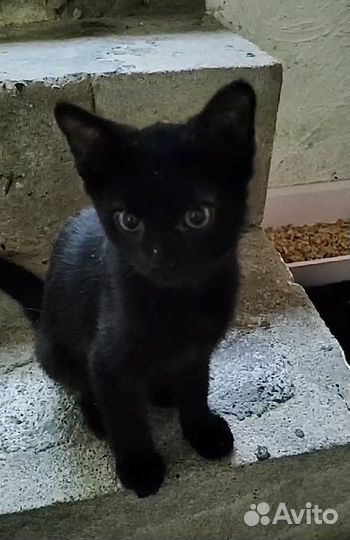 Покровские котятки в дар