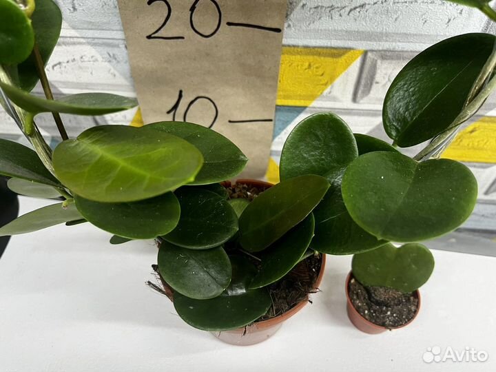 Хойя 12 И 6 диаметр