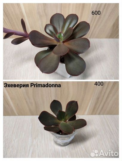 Эхеверии, суккуленты