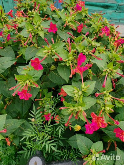 Семена цветов ночная красавица