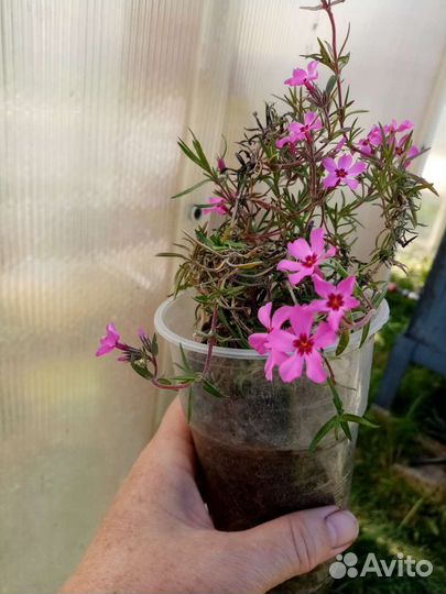 Флокс шиловидный, тимьян лимоннопахнущий