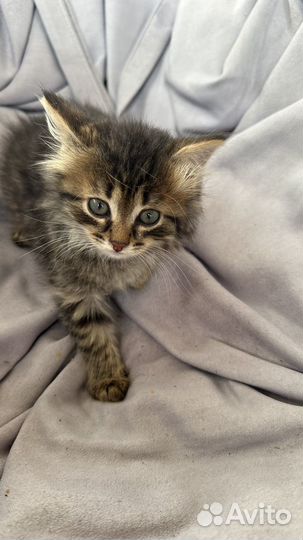 Котенок котята