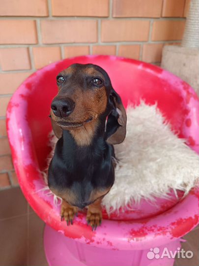 Карликовая такса