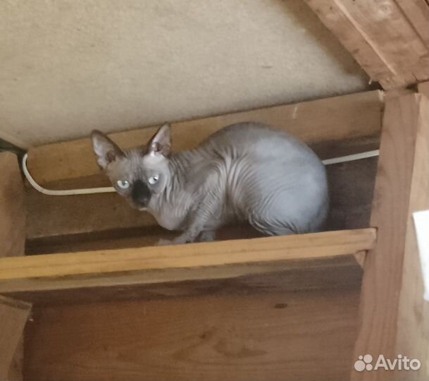 Сфинкс кошечка в добрые руки