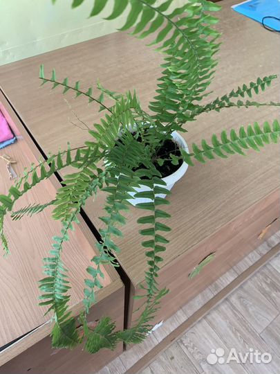 Папоротник комнатный