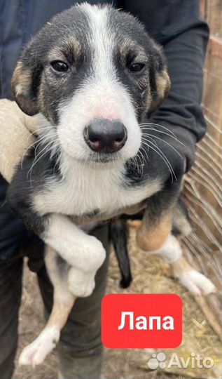 Щенки из приюта в добрые руки (девочки)