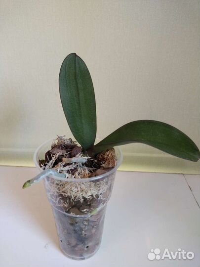 Орхидея Фаленопсис детка