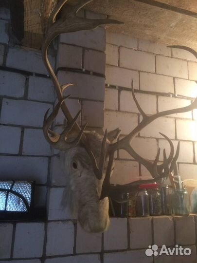 Голова оленя с рогами (настоящий чукотский олень)