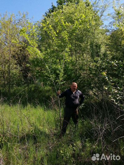 Саженцы вяз ясень