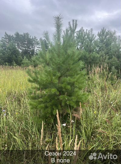 Елка сентябрьская пушистая опт