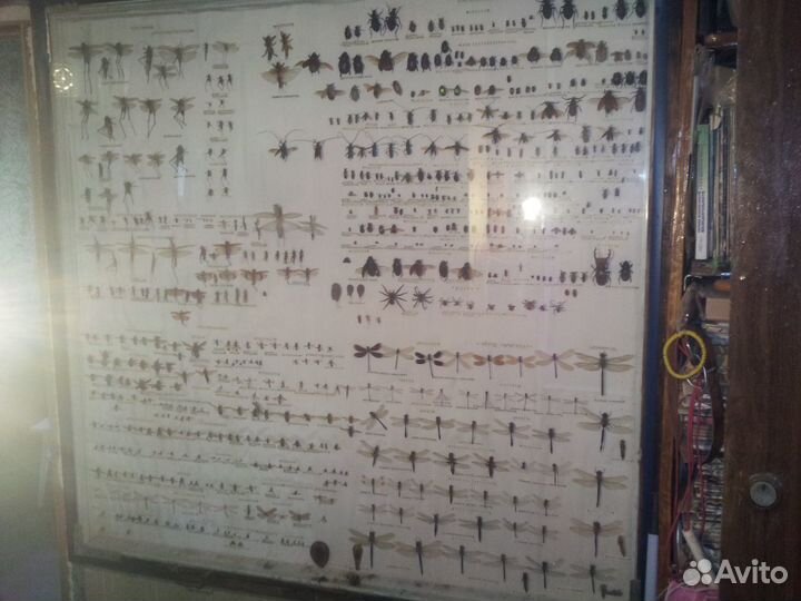 Коллекция насекомых