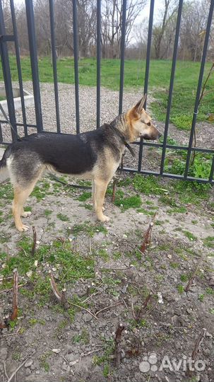 Красивая молоденькая собачка